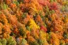 USA, Utah. Wasatch Mountains maple in fall color along Highway 39 Art Print